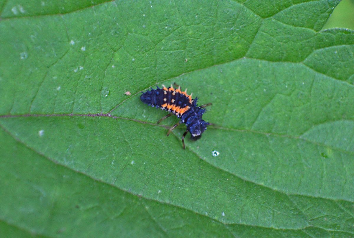 Harmonia axyridis larva ??